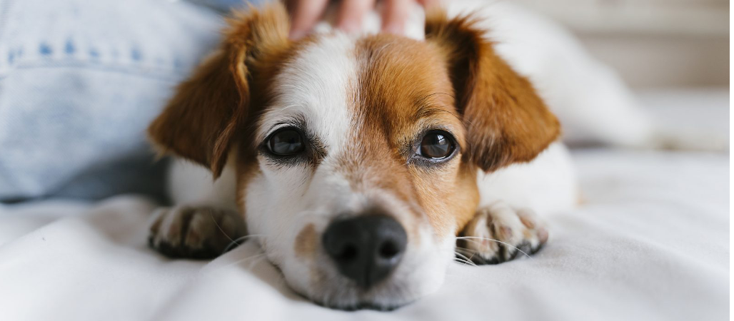 Pets DB - Petkeeping & Pet Care services Pets DB - Petkeeping & Pet Care services